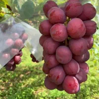 فروش تخصصی ارقارم درختان میوه و انگوروارداتی