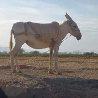 الاغ گله ایی به شرط|حیوانات مزرعه|معصومیه, |دیوار