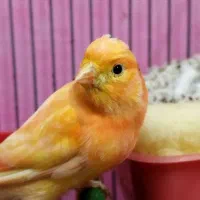 فروش یک جفت قناری لاکی نر وماده