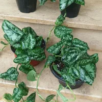 انواع پتوس ،،سانسوریا پوست ماری ،،فیکوس