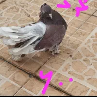 کبوتر دمچتری جوجه و بالغ. نرو ماده|پرنده|بابلسر, |دیوار