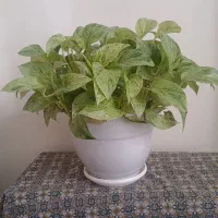 پتوس مرمری شاد