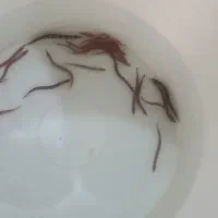 لوچ نواری خوش سایز قاسم آباد فلاحی|ماهی|مشهد, فرهنگیان (شهرک غرب)|دیوار