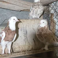 کبوترسرور پرشی