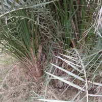 پاجوش سعمران|گل و گیاه طبیعی|اهواز, اسماعیلیه|دیوار