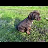 توله پوینتر آلمانی خوش روخ