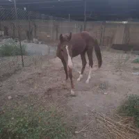 کره نریان|اسب و تجهیزات اسب‌سواری|رباط‌کریم, انجم آباد|دیوار