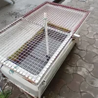 وان ماهی|ماهی|تالش, تالش|دیوار