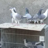 دمگیر