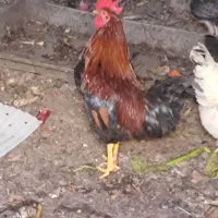 خروس|حیوانات مزرعه|زارچ, |دیوار