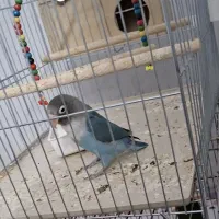 یک عدد کوتوله برزیلی گمشده است