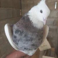 کبوتر طوقی وقفس|پرنده|برخوار, |دیوار