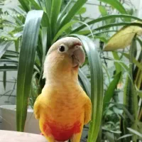 گرینچیک دارچینی