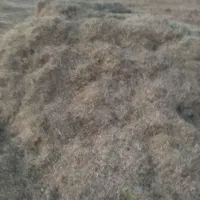 کاه ماش