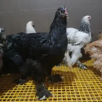 جوجه و نیمچه برهما دم تخم اصیل