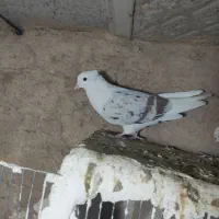 گرده دار لون خوشونه|پرنده|بروجرد, |دیوار