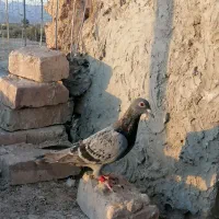 کفتر|پرنده|بیرجند, |دیوار