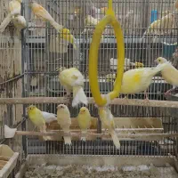 قناری  جوجه و مغلوف