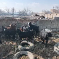 شش راس بز به همراه بزغاله هاش