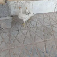 نیمچه