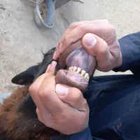 یک راس قوچ هترو دوساله نشده پلاک دار بفروش میرسد