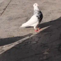 فروشی.معاوضه