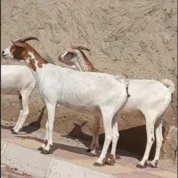 دوعدد بز سومال هیکلی دوقلوزا|حیوانات مزرعه|بندرعباس, |دیوار