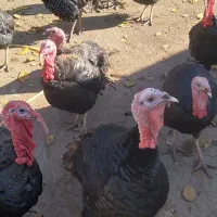 بوقلمون اوگانیک