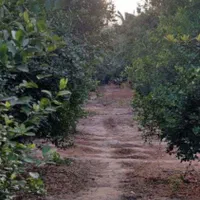 فروش باغ میوه  برق دار  نزدیک جاده اسفالت بن جعفر