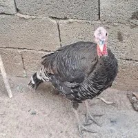 بوقلمون محلی|حیوانات مزرعه|بانه, |دیوار