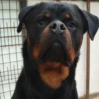 واگذاری روتوایلر فول آموزش