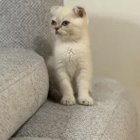 پشول خان