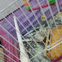 عروس کوتوله فنچ مرغ عشق مینا