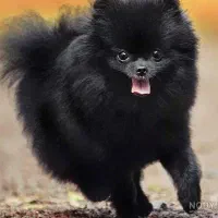 سگ پیدا شده