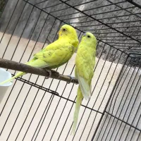 مرغ عشق مولد|پرنده|بم, |دیوار