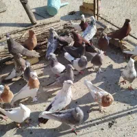 کبوتر|پرنده|شیراز, کفترک|دیوار
