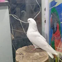 دوعدد کبوتر قطعه بزرگ نوک جمع