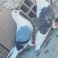 کبوتر دوبال شامی|پرنده|رامیان, |دیوار