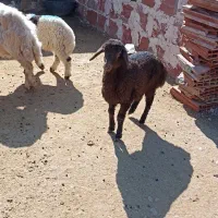 میش۱|حیوانات مزرعه|چناران, |دیوار