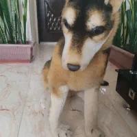 سگ زیبا شکاری|سگ|گلبهار, شهر جدید گلبهار|دیوار