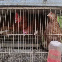 دو عدد مرغ یک خروس