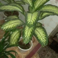 گل دیفن باخیا
