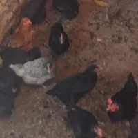 مرغ بومی سیاه|حیوانات مزرعه|عسگران, |دیوار