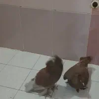 کبوتر دوکت زرد رواعب وکلدار|پرنده|قم, سرحوض|دیوار