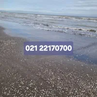 خط ثابت رند