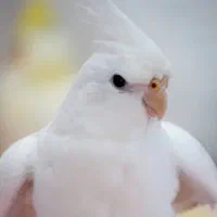 عروس هلندی آلبینو خاص چشم قرمز نژاد اصلی