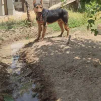 گرگی