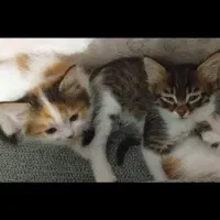 واگذاری گربه