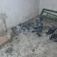 فروش کبوتر پریا تبریزی|پرنده|نهاوند, |دیوار