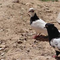 فروش طوقی سیاه ماده